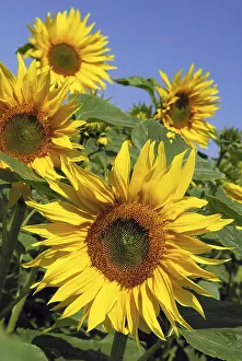 Asteraceae Flowers Drucke: Sunflowers
