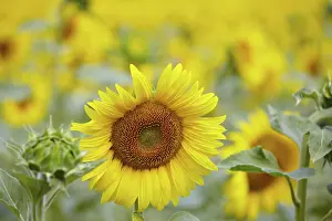Daytime Sunflower Blossom Drucke: Sunflowers