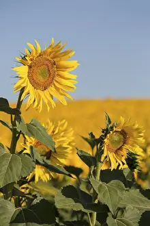 Agricultural Blooms Drucke: Sunflowers