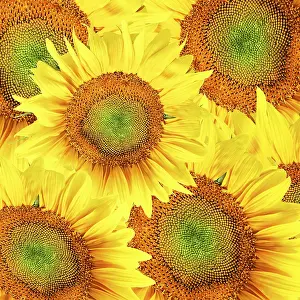 Wildflower Photography Drucke: Sunflowers