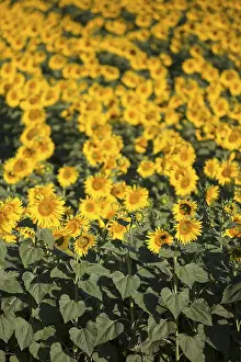 Sunflower Cultivation Drucke: Sunflowers