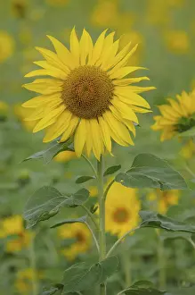 Sunflower Field Drucke: Sunflowers