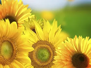 Asteraceae Family Flowers Drucke: Sunflowers background