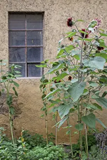 Hesse Landscape Photography Drucke: Sunflowers in front of a barn window