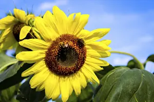 Flowering Plants Images Drucke: Sunflowers with bees against a blue sky