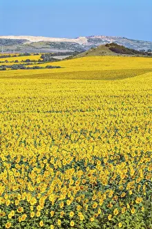 Sunflower Photography Drucke: Sunflowers Field