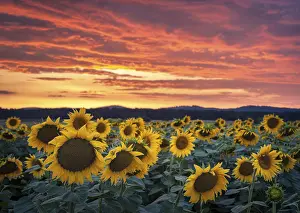 Sunset In The Countryside Drucke: Sunflowers in a field at sunset with dramatic sky