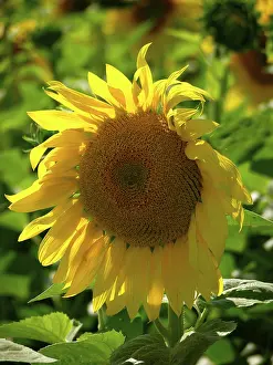 Deserted Nature Scene Drucke: Sunflowers, single