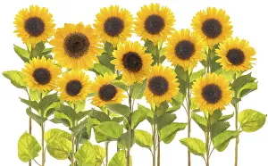 White Studio Background Photography Drucke: Sunflowers on a white background