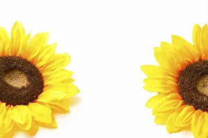 Yellow Blossom Drucke: Two sunflowers on a white background