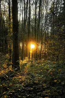 Deserted Forest Landscape Europe Drucke: Sunlight breaks through the autumn forest