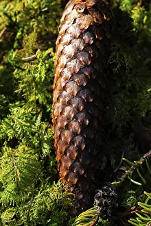 Overgrown With Moss Images Drucke: Sunlight emphasises the texture of a pine cone on mossy ground