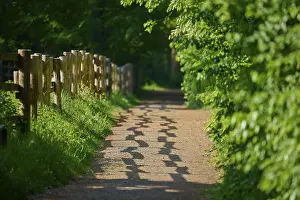 German Forest Scenery Drucke: Sunlight falls on a shady forest path