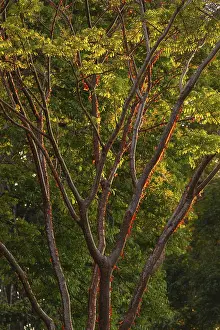 Deciduous Tree Photos Drucke: Sunlight illuminates the peeling