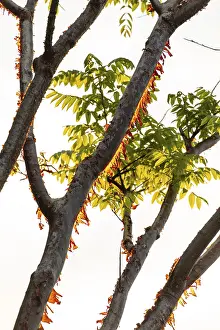 Central America Nature Drucke: Sunlight illuminates the peeling