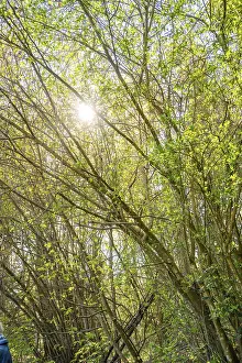 German Forest Landscape Drucke: Sunlight penetrates through a dense network of branches