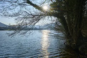 Peaceful German Landscape Drucke: Sunlight shines through the branches of a tree reflected in the river