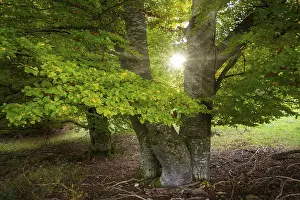 Dense Vegetation Europe Drucke: Sunlight shines through the trees in the undergrowth