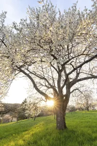 Sunset In Southern Germany Drucke: Sunlight shining through a blooming cherry tree in a spring orchard