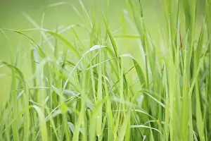 Summer Countryside Scenes Drucke: Sunlight is shining through the grassland
