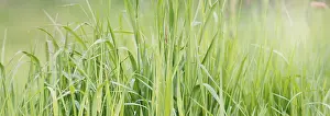 Agricultural Countryside Drucke: Sunlight is shining through the grassland