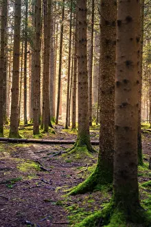 Empty German Countryside Road Drucke: Sunlight streams through a forest and creates a play of light and shadow