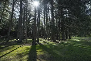 Morocco Landscape Photography Drucke: Sunlight streams through tall cedar forest trees