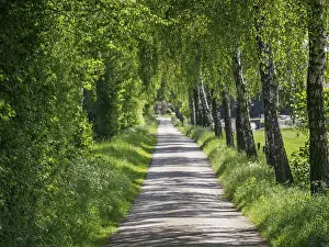 Central European Scenery Drucke: A sunlit path, lined with lush green trees
