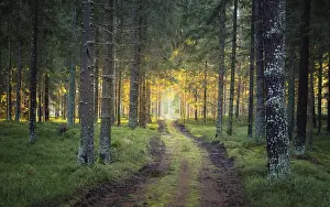 Evening Sun Photography Drucke: Sunlit path in a park before sunset