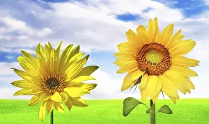 Sunflower Field Photography Drucke: Sunny banner