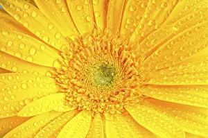 Ornate Decorative Item Drucke: Sunny day
