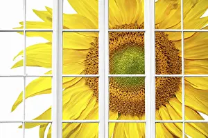 Plain Background Studio Photo Drucke: Sunny spring window