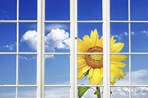 Indoor Plant Photography Drucke: Sunny Window