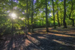 British Countryside Scenery Drucke: Sunrays in the forest in spring in England