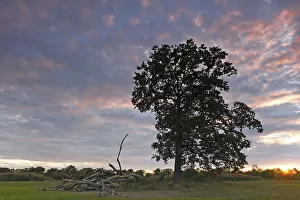 Middle Elbe Biosphere Reserve Germany Drucke: Sunrise in the floodplain forest
