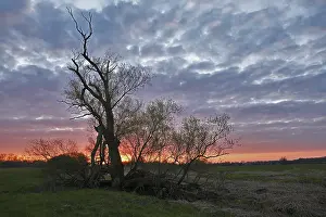 Biosphere Reserve Mittlere Elbe Drucke: Sunrise in the floodplain forest