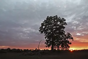 Middle Elbe Biosphere Reserve Germany Drucke: Sunrise in the floodplain forest