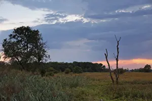 Wetland Landscape Drucke: Sunrise in the floodplain forest