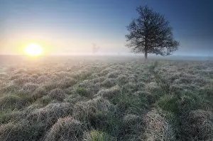 Benelux Wetland Biotope Drucke: Sunrise and little path to tree on marsh