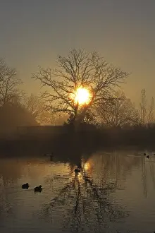 Backlit Lake Scene Drucke: Sunrise on a pond with trees, reflection