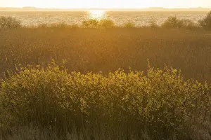 Deserted Lake Shore Scene Drucke: Sunrise on the shore of the Dummer See