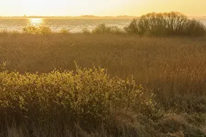 Lower Saxony Lake Scene Drucke: Sunrise on the shore of the Dummer See