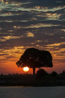 Drucke von Sonnenaufgang hinter einem Baum am Chobe-Fluss, Chobe-Nationalpark, Grenzfluss Botswana, Namibia Verwandte Bilder Drucke: Sonnenuntergang hinter Baum am Chobefluss