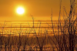 Evening Sun In Germany Drucke: Sunset behind bare bushes on a peak