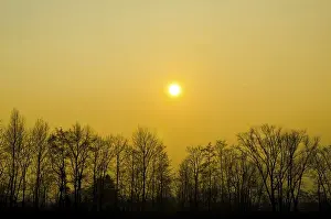 Atmospheric Sunset Photography Drucke: Sunset over Bare Trees in Switzerland