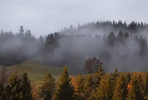 Cloudy European Landscape Drucke: Sunset with clouds of fog in the forest