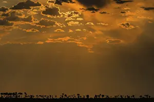 Botswana Sunset Drucke: Sunset, clouds, silhouettes of palm trees at bottom