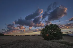 German Countryside Landscape Drucke: Sunset over a cornfield, Krefeld