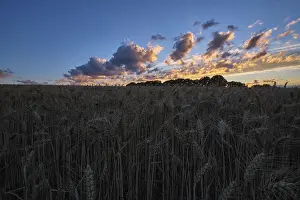 Atmospheric Landscape Photo Germany Drucke: Sunset over a cornfield, Krefeld