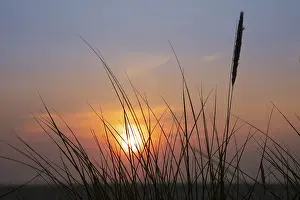 Sunset In Lower Saxony Drucke: Sunset with dune grass, Borkum